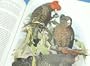 Australian Parrots