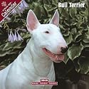 2009 Bull Terrier Wall Calendar