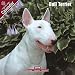 2009 Bull Terrier Wall Calendar