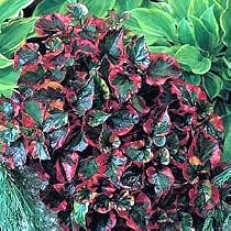1 Everchanging Chameleon Perennial Plant