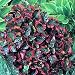 1 Everchanging Chameleon Perennial Plant