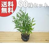 【50ポットセット】 オカメザサ 10.5cmポット おかめざさ オカメ笹 苗木 植木 苗 庭木 生け垣