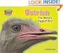 Ostrich: The World's Biggest Bird (Supersized!)