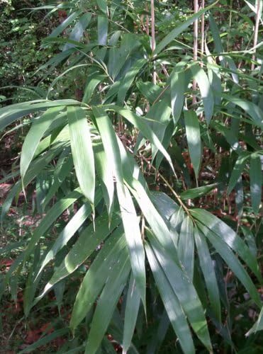 Pseudosasa japonica Arrow Bamboo (Running)