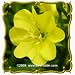 1 Oz Missouri Evening Primrose (Oenothera missouriensis) Bulk Wildflower Seeds