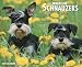   - Miniature Schnauzers 2009 Calendar