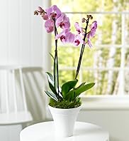 Double Phalaenopsis Orchid