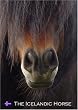 The Icelandic Horse