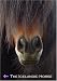 The Icelandic Horse