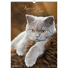 Katzen, Cats 2012. Kalender 34 x ,48, 5 cm mit Ringbindung