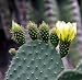 Prickly Pear Cactus 15 Seeds - Mixed Opuntia Species