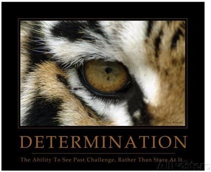Determination - Eye of the Tiger Photographic Print by Neil Bramley 18-Inch by 24-Inch Poster Art Print