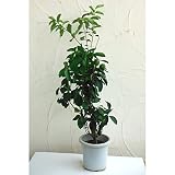 レモン：ビアフランカ8号鉢植え[とげが少ない　柑橘・かんきつ類苗木]