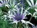 Marginal Stream Side Planting, Rodgersia, Pteridium Aquilinum (Bracken) (Fern) Forde ...