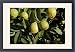 Framed Prints of WAT-13038 Guava - fruit from Ardea Wildlife Pets