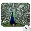 Mousepad - 9.25" x 7.75" Designer Mouse Pads - Birds (MPBI-002) - Ostrich
