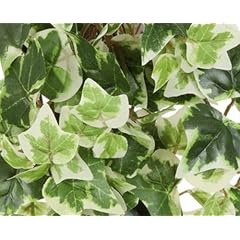 Holl.Mini-Efeuranke Kunstpflanze 50 cm gr�n-wei�