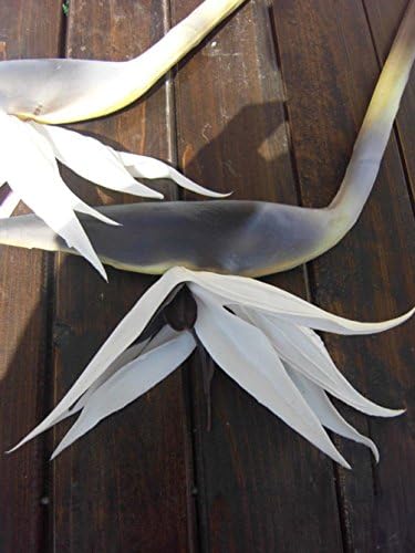 Elefan Artificial Elegant Bird of Paradise Tropical Flower Bridal Wedding Bouquet Latex Silk Flower Bouquets 2pcs (white (lot of 2pcs))