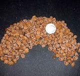 100 A+ Organic Hawaiian Baby Woodrose HBWR Argyreia nervosa Seeds (100 Organic Seeds)