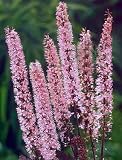 Pink Spike Snakeroot -Cimicifuga ramosa - Potted