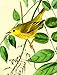 Boston International The MET Boxed Note Cards, Audubon Birds, 20-Count