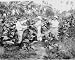 early 1900s photo Picking tobacco flower for seed at La Paz Hoilo demonstration station graphic. Tob
