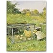 Looking at the Chicks - Gift Enclosure Cards (set of 12)