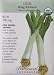 Leek Seeds "King Richard" Certified Organic Heirloom