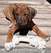 Rhodesian Ridgeback Welpe - 18