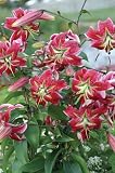 Scarlet Delight Specie Lily 2 Bulbs - Magenta/Pink