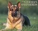 German Shepherds 2009 Calendar (Just)