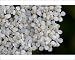 Photographic Prints of Alpine Yarrow (Achillea alpicola), Glacier National Park, Montana, United from Robert Harding