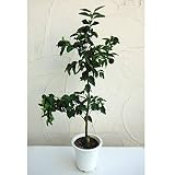 [実付き]ユズ（柚子）：花柚6号ポット[ハナユ・一才柚子柑橘・かんきつ類苗木・酢ミカン]