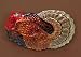 Nature's Peace Thanksgiving Turkey Ridged Glass Serving Platter 15.25"
