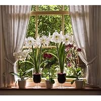 Lots of Flowers in Old Window - 36'W x 32'H - Peel and Stick Wall Decal by Wallmonkeys