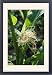 Framed Prints of ROG-2115 Sweet Corn / Maize - female flowers a tassels from Ardea Wildlife Pets