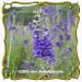 1 Lb Tall Larkspur (Delphinium exaltatum) Bulk Wildflower Seeds