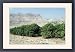 Framed Prints of AL-1829 Avocado Tree - tree plantatin from Ardea Wildlife Pets