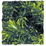 Natural Bushy Borneo Star - Small 8 - 10