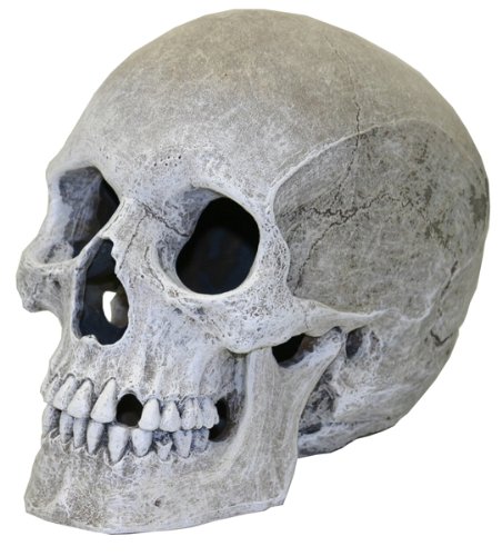 Exotic Environments Human Skull Aquarium Ornament, 5-Inch by 7-1/2-Inch by 6-Inch