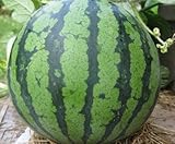 【 生産農場直送 】 スイカ苗 縞王 ( しまおう ) 大玉　スイカ 断根接木 苗 9cm ポット( 3号 ) 野菜苗 接木苗 ( 3ポット )