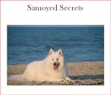 Samoyed Secrets: How to Raise Happy and Healthy Samoyed Dogs