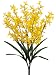 Six 23" Forsythia Bush Yellow