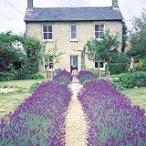 4 Hidcote Lavender Herb Plants - SALE*