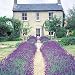 4 Hidcote Lavender Herb Plants - SALE*