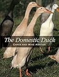 The domestic duck