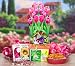 Gourmet Snack Mix with Gardening Gloves and Wild Flower Seed Packets in Tulips Gift Box