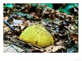 Common Earth Ball, Scleroderma Citrinum Photographic Poster Print by David Boag, 32x24