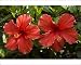 Photographic Prints of Flowers of cultivated hibiscus - commonly grown in gardens from Ardea Wildlife Pets