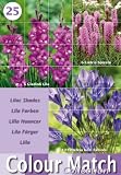 from Greenbrokers Limited Colour Collection Summer Bulbs - Lilac (Pack of 25)